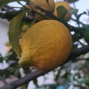 Limoni Biologici Limoni Bio Verdure bio Zero prodotti fitosanitari