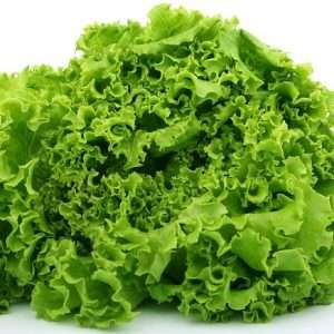 Scarola biologica, ortaggi sani, ortaggi bio, ortaggi a Rende, ortaggi a Cosenza