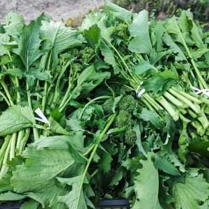 CIME DI RAPA ortaggi sani Ortaggi bio, ortaggi, verdure, verdure biologiche, verdure bio, ortaggi bio