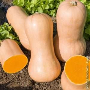 Zucca Gialla