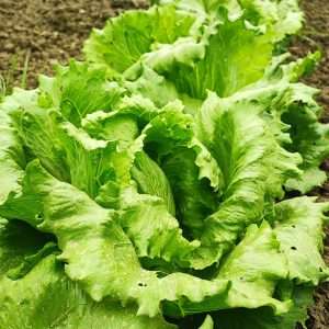 Lattuga Romana Bio Rende, Ortaggi sani, Ortaggi biologici, verdure biologiche, verdure bio, Ortaggi bio,