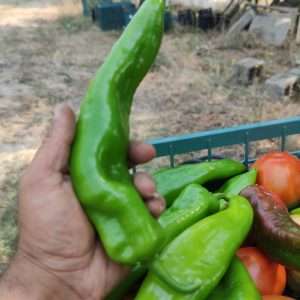 Peperone Corno di Toro Biologico