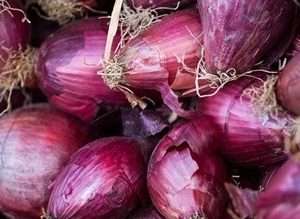 Cipolla di Tropea biologica