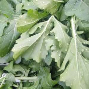 Rucola biologica a cosenza
